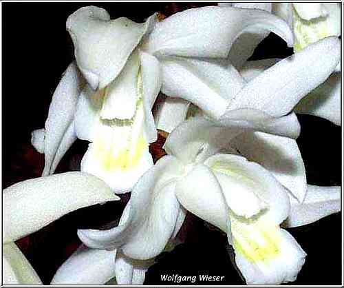 Coelogyne lactea
